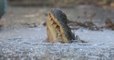 Alligators : Leur stratégie ingénieuse pour survivre au froid