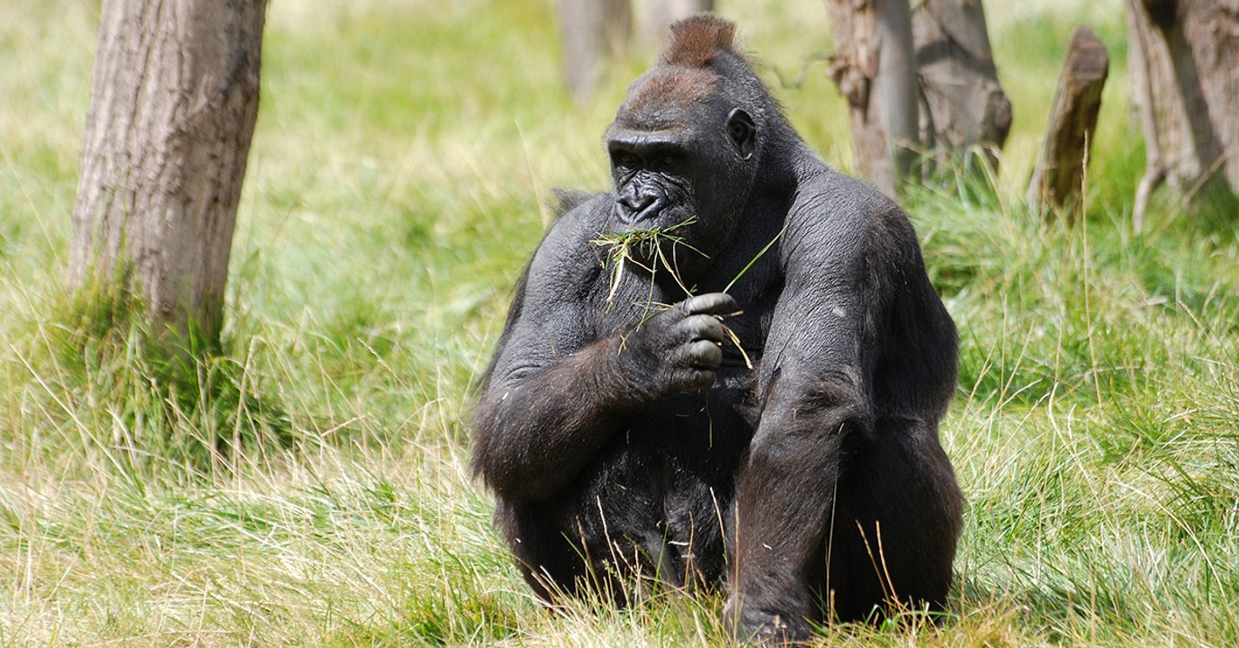 La population de gorilles des montagnes serait en augmentation