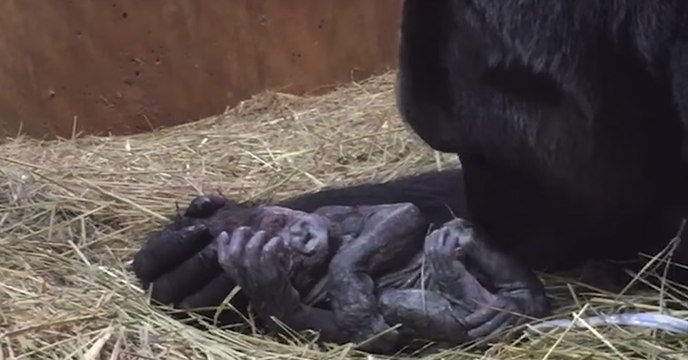 Les extraordinaires images de la naissance d'un petit gorille filmées aux Etats-Unis