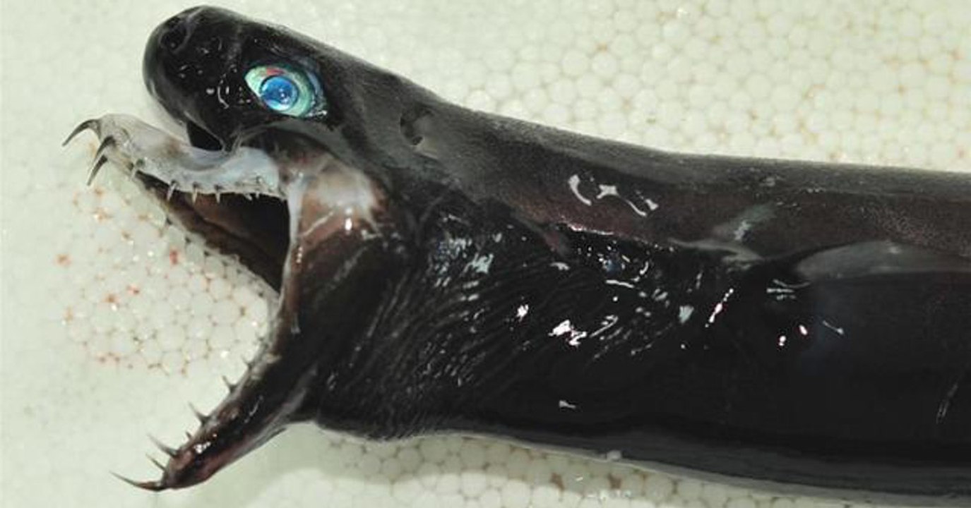 D'effrayants requins des profondeurs capturés par des pêcheurs au large de Taïwan
