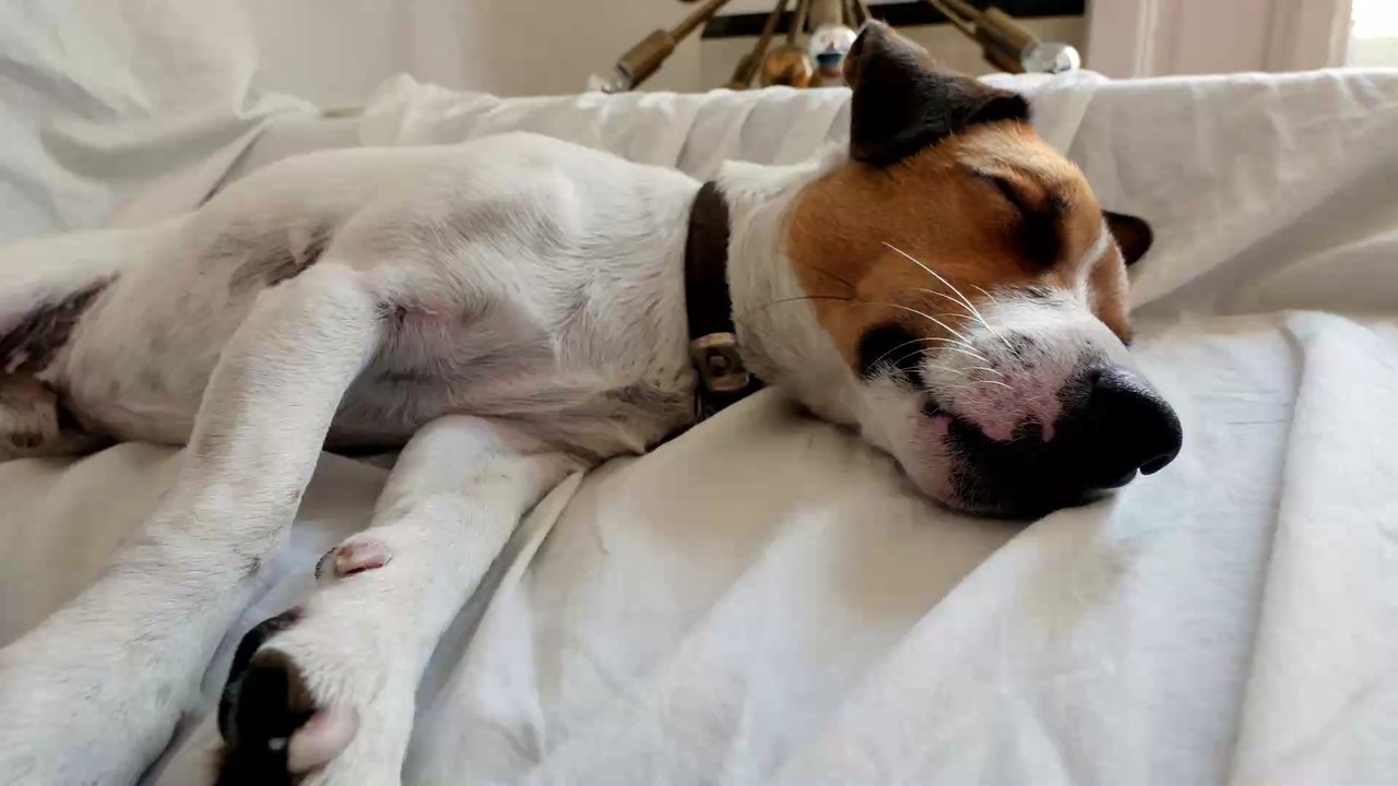 Ihr lasst euren Hund in eurem Bett schlafen? Dann begeht ihr womöglich einen schweren Fehler!