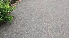 Video 126