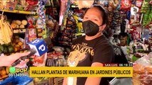 Sembríos ilegales: hallan plantas de marihuana en jardines públicos de San Luis