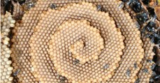Ces abeilles construisent d'étonnantes ruches en forme de spirale qui intriguent les scientifiques