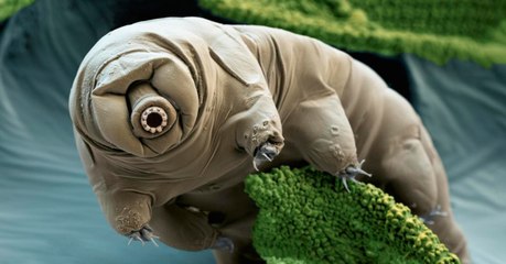 Tardigrade : une créature indestructible qui peut survivre à l'impact d'un astéroïde