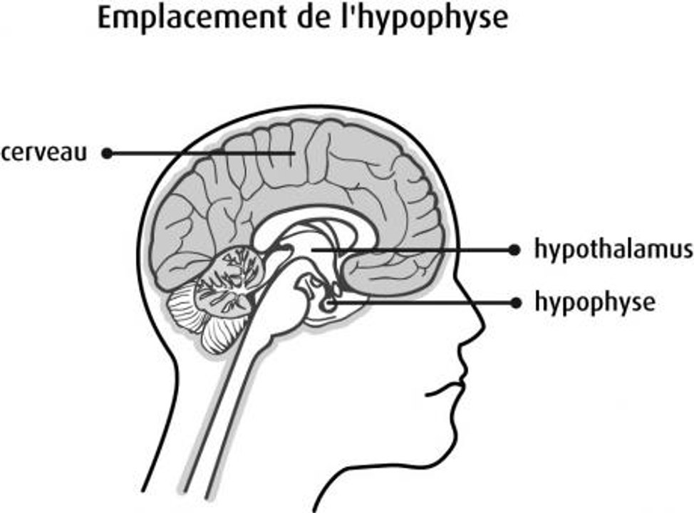ACTH : définition, rôle, comment analyser les résultats ?