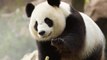 Huan Huan, la femelle panda du zoo de Beauval est bien enceinte