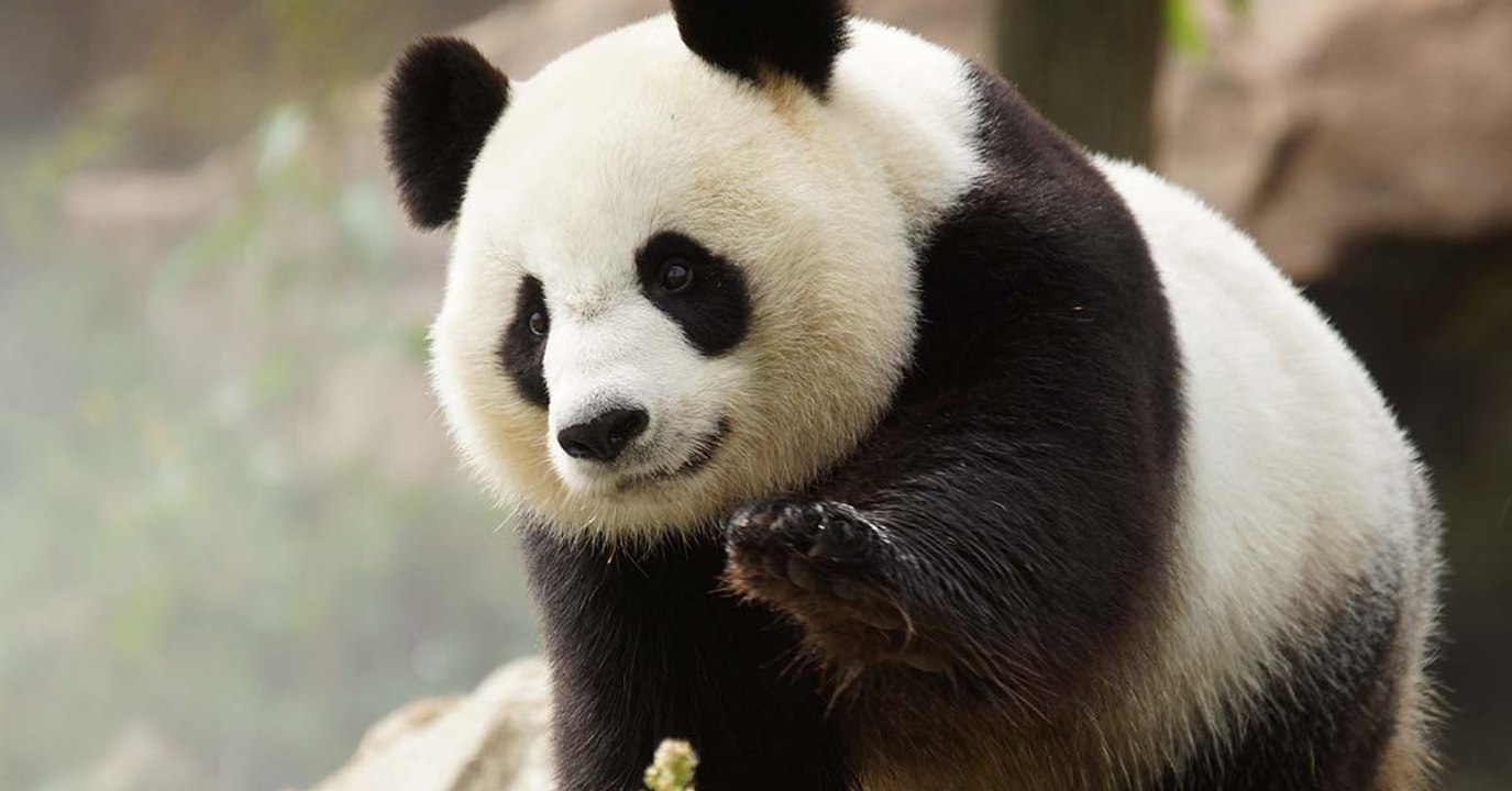 Huan Huan, la femelle panda du zoo de Beauval est bien enceinte