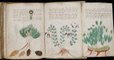 Les secrets du manuscrit de Voynich enfin percés grâce à l'intelligence artificielle ?