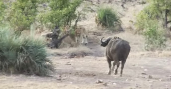 Quand des buffles secourent un éléphanteau attaqué par des lions