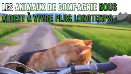 Animaux de compagnie : chats, chiens, poissons, lapins, pourquoi ils sont bons pour notre santé selon la science