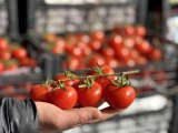 Rusya-Ukrayna savaşı domates ve salatalık fiyatlarını düşürdü- Rusya'ya ihracatı gerçekleşemeyen salkım domates ve dikenli salatalık iç piyasaya...