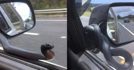 Quand un serpent venimeux joue les auto-stoppeurs en Australie