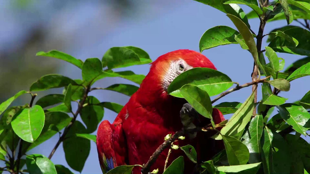 Schlagfertiges Wortgefecht: 5 Papageien bringen Zoo in peinliche Situation