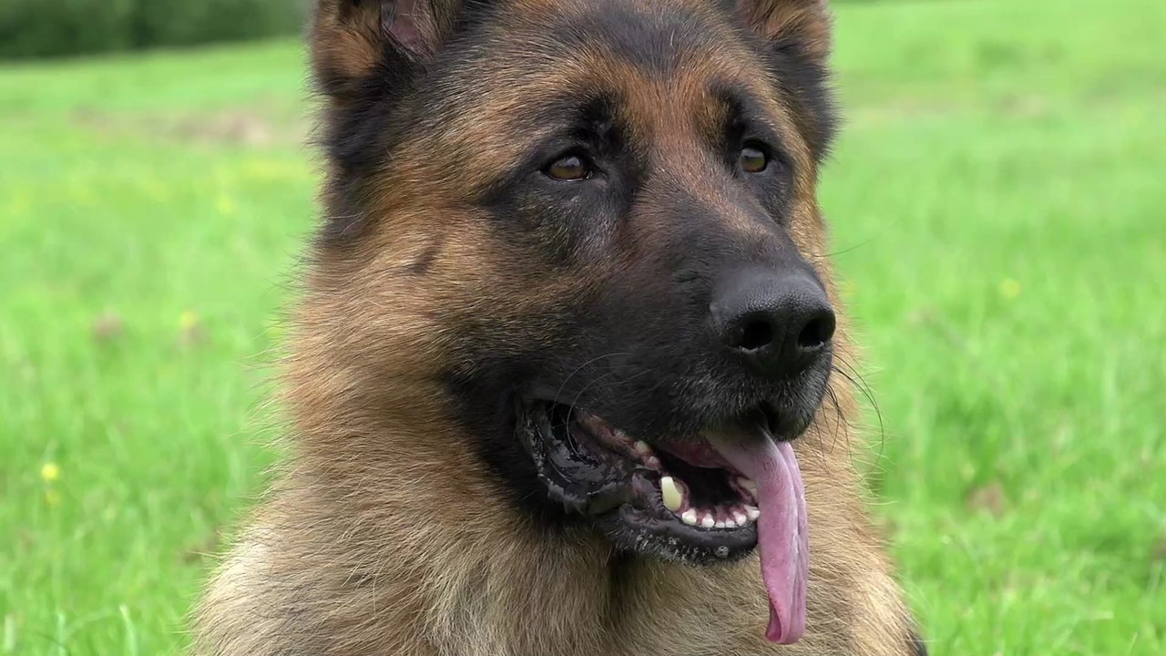 14 Wochen alter Deutscher Schäferhund leidet an 'Alptraum'-Krankheit