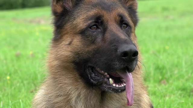 14 Wochen alter Deutscher Schäferhund leidet an Alptraum -Krankheit