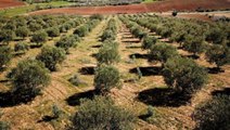 Bakanlık'tan zeytinlik açıklaması: Maden sahası için ağaçların kesilmesi söz konusu değil
