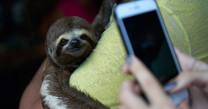 Une vidéo dévoile la tragique vérité cachée derrière les selfies de paresseux