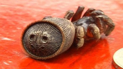 Chine : un fermier découvre cette espèce d'araignée extrêmement rare