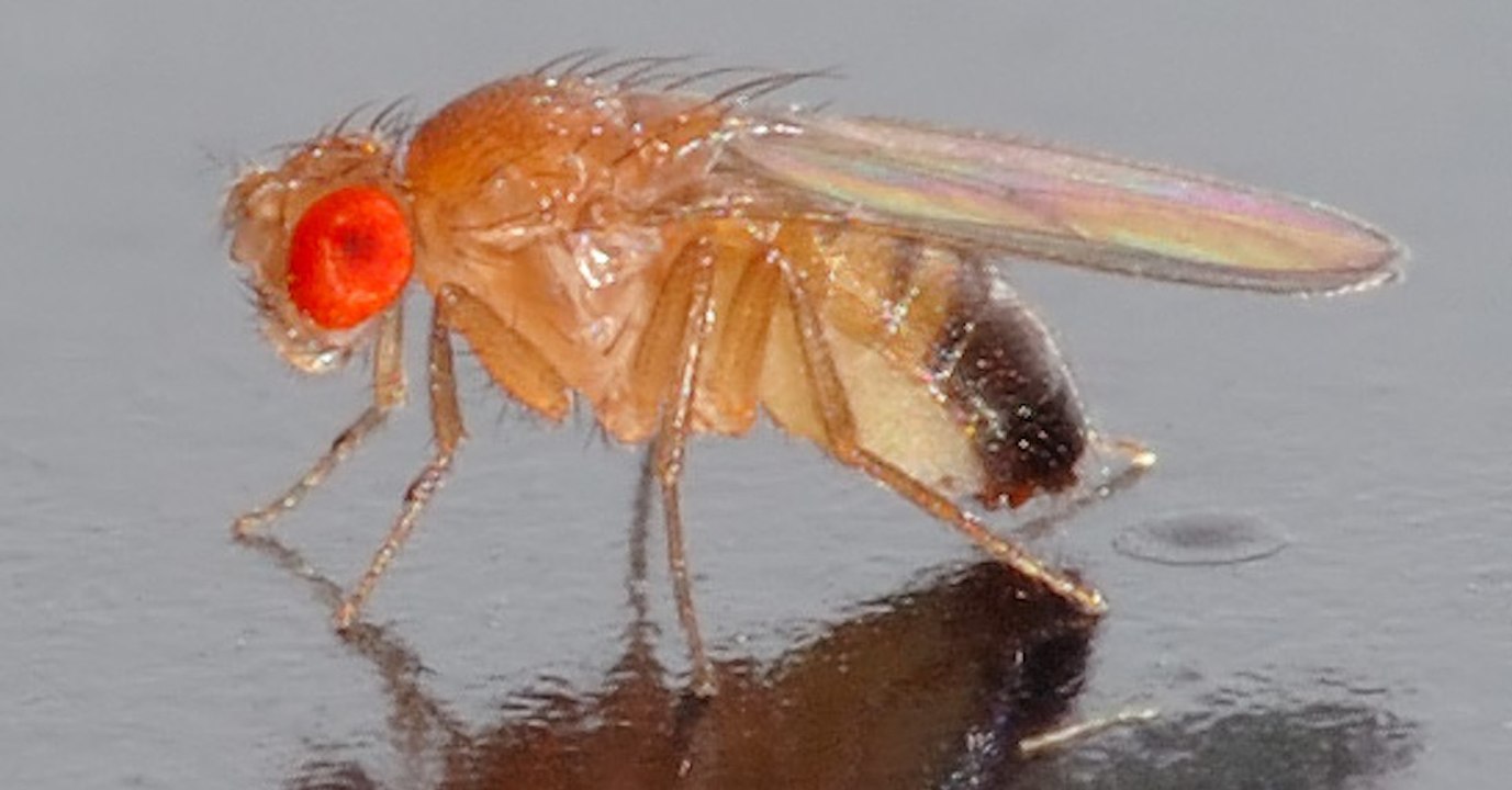Quand les mouches ne peuvent pas se donner du plaisir, elles se tournent vers l'alcool