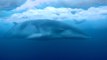 Baleine de Minke : des images exceptionnelles filmées par des chercheurs en Antarctique