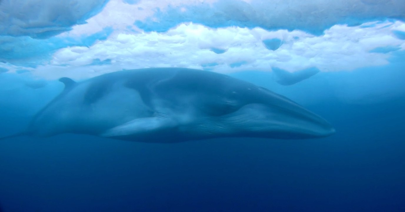 Baleine de Minke : des images exceptionnelles filmées par des chercheurs en Antarctique