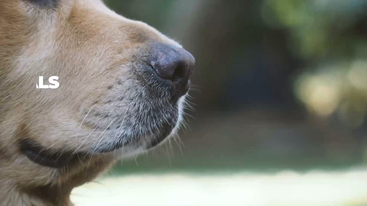 Flughafen-Kontrolle: Corona-Spürhunde sind bereits in Finnland im Einsatz