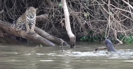 Quand des loutres géantes tiennent tête à des jaguars au Brésil