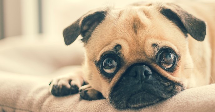 Au Néolithique, on enterrait les chiens aux côtés de leurs maîtres