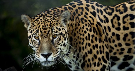 Au Mexique, la population de jaguars a augmenté de 20%