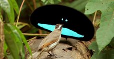 Les oiseaux de paradis, d'incroyables espèces au plumage aussi noir que du Vantablack