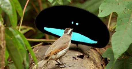 Les oiseaux de paradis, d'incroyables espèces au plumage aussi noir que du Vantablack