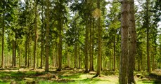 L'Angleterre va planter 50 millions d'arbres pour créer une forêt entière dans le nord du pays