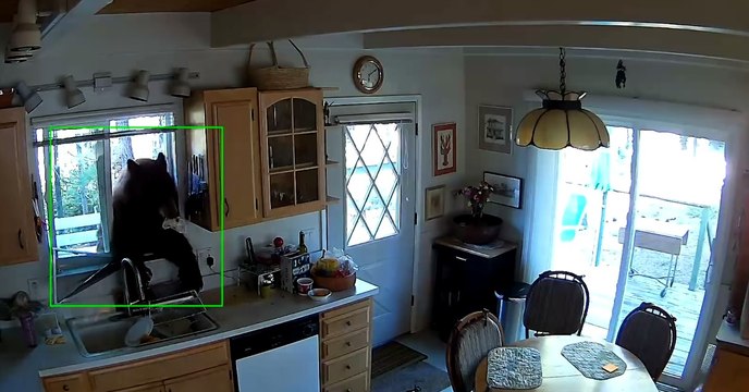 Quand un ours s'introduit dans une maison pour voler... des sucreries