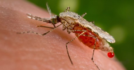 Parasite du paludisme : les scientifiques révèlent l'histoire de son évolution