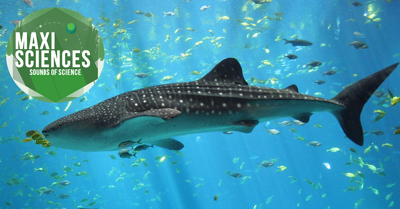 Requins-baleines, sarcophage et braconniers, les 8 actus sciences que vous devez connaître ce 8 juillet