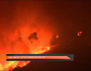 1,800 hektar hutan musnah setakat ini