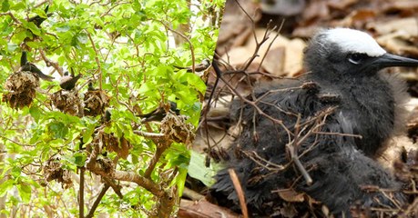 L'étrange cas de Pisonia, cet arbre qui tue les oiseaux malgré lui