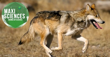Pesticides, crocodile géant et Odyssée d'Homère, les 8 actus sciences que vous devez connaitre ce 12 juillet