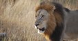 Afrique du Sud : des lions tuent trois braconniers suspectés de vouloir s'attaquer à des rhinocéros