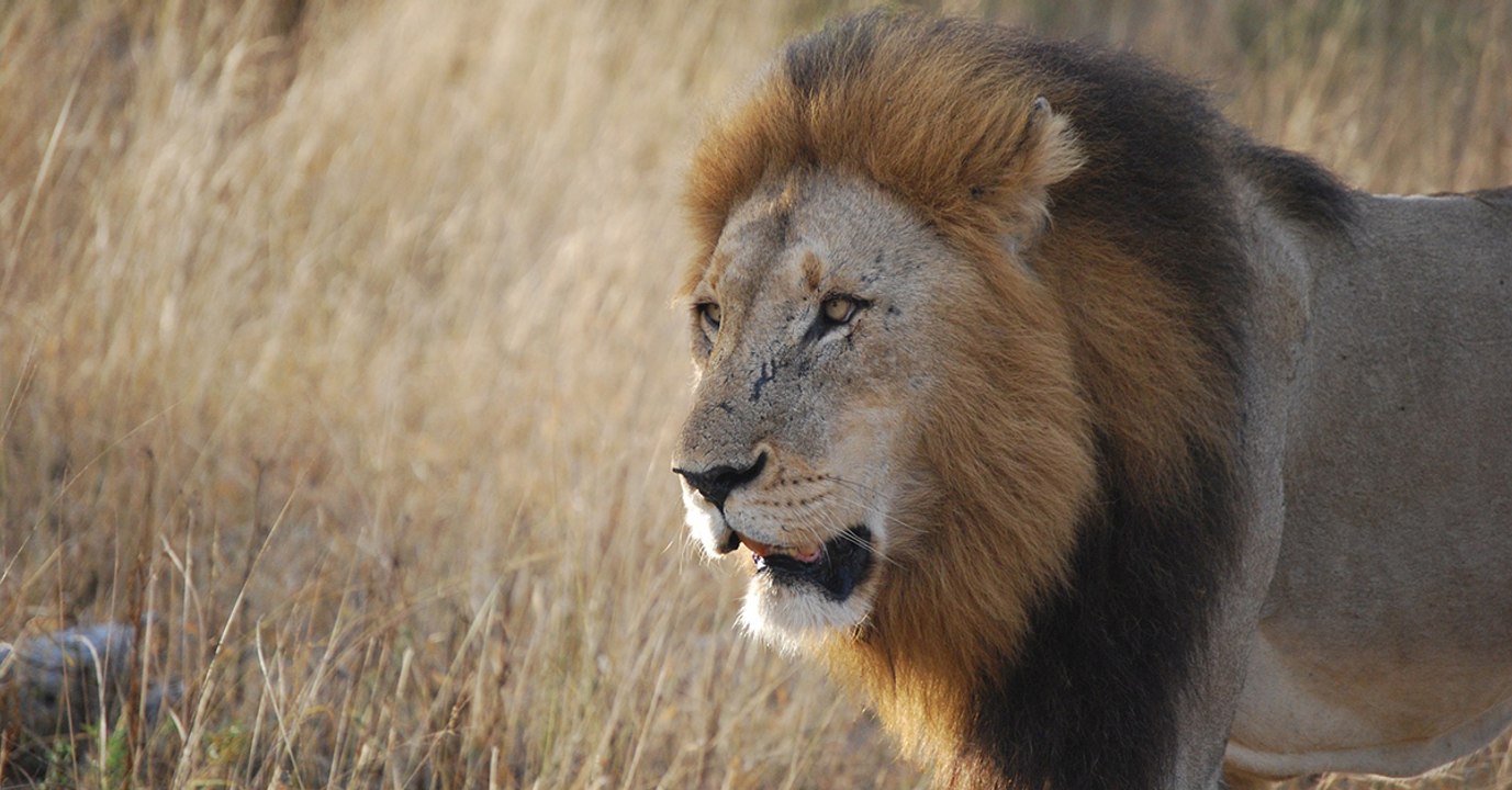Afrique du Sud : des lions tuent trois braconniers suspectés de vouloir s'attaquer à des rhinocéros