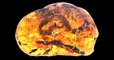 Un bébé serpent vieux de 99 millions d'années découvert piégé dans de l'ambre