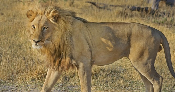 Des lions dévorent un homme soupçonné de braconnage en Afrique du Sud