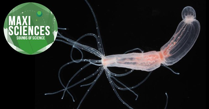 Eclipse solaire, zèbre et coraux en danger, les 8 actus sciences que vous devez connaître ce 13 juillet