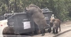Insolite : Quand un homme surprend un énorme sanglier fouiller dans les poubelles à Hong Kong (Vidéo)