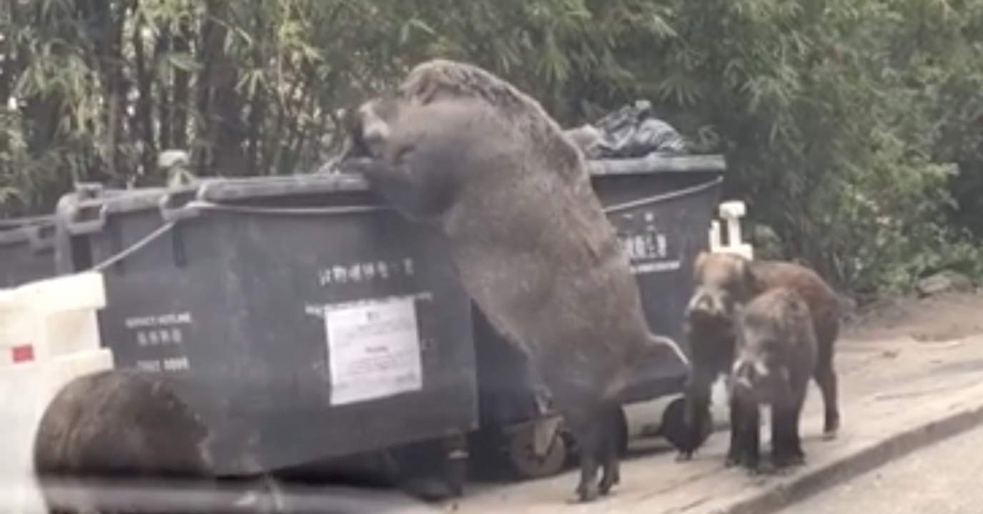 Insolite : Quand un homme surprend un énorme sanglier fouiller dans les poubelles à Hong Kong (Vidéo)
