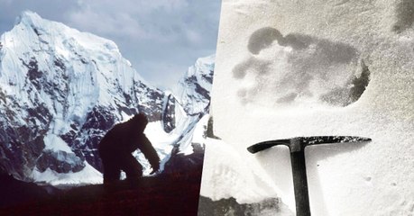 Yéti : des analyses ADN livrent de nouvelles révélations sur la créature légendaire