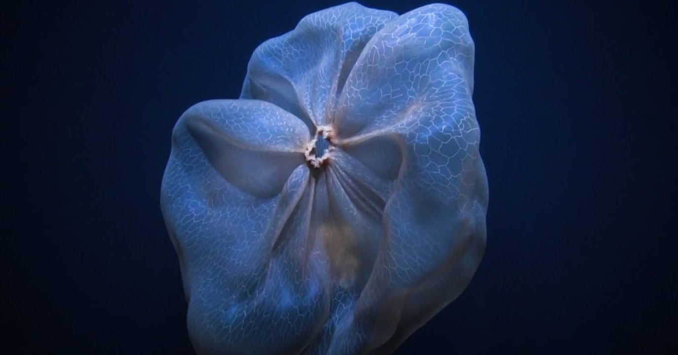 Des scientifiques rencontrent une étrange créature dans les profondeurs