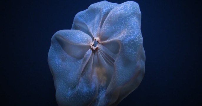 Des scientifiques rencontrent une étrange créature dans les profondeurs