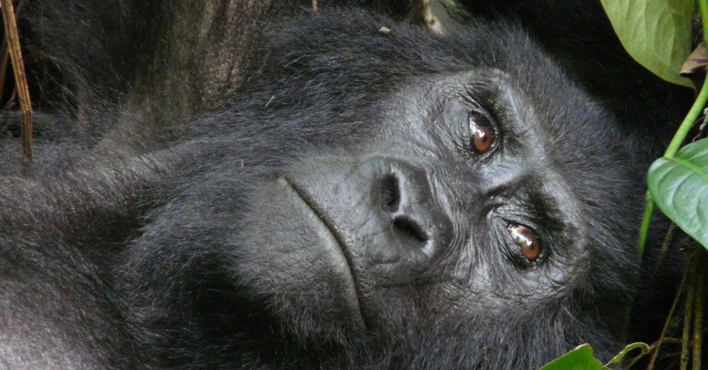 Le parc naturel des Virunga annonce la naissance de deux bébés gorilles de montagne